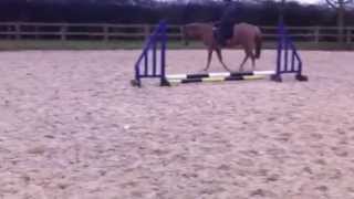 Barney xiii Flatwork 1