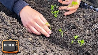 Famous I no longer thin out carrots, I propagate them with seedlings Wealth