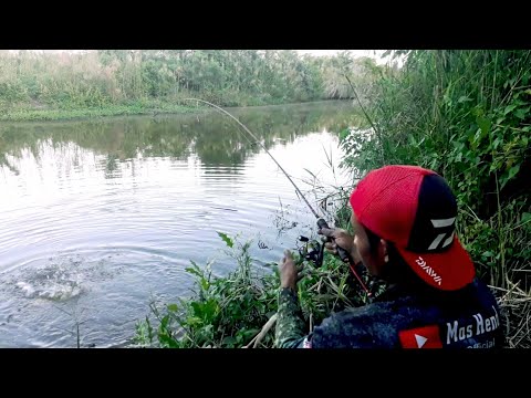 Mancing Ikan Nila Liar Umpan Lumut Hijau Pekat Hasil Nya Luar Biasa Youtube