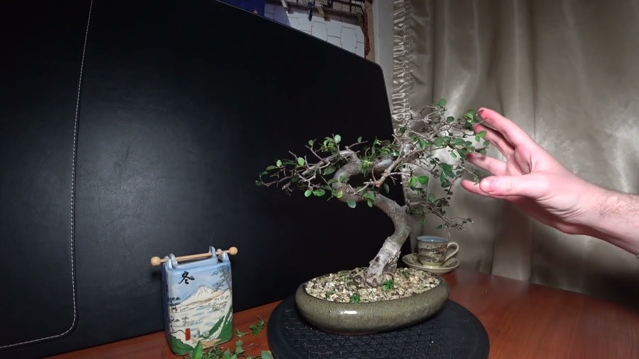 ЗИМНИЕ РАБОТЫ С БОНСАЙ | ВЯЗ КИТАЙСКИЙ