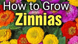 How to Grow Zinnias | Potting Up Zinnias | Gardening for Beginners