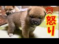 【柴犬の子育て】なんか怒ってる赤ちゃんが可愛すぎる！