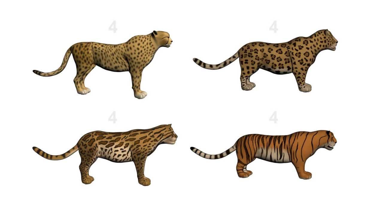 Кто сильнее ягуар или тигр. Лев тигр леопард Ягуар. Суматранский тигр и Ягуар. Тигр или леопард. Размер тигра и леопарда.