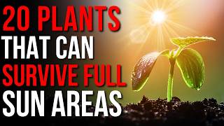 No Shade? Top 20 Plants For Full Sun Areas Full Sun Plants