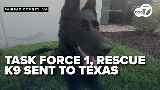 Meet Bunker, the Virginia Task Force 1 K-9 headed to Texas to assist flood recovery