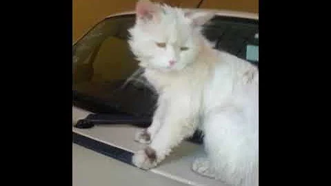 Watch the video about Cats Hate Water!-Funny Cats in Water Compilation 2018,Cats just don't want to bath-Funny cat bathing