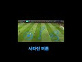 피파모바일 버튼 사라짐 오류 #피파모바일 #피파 #오류