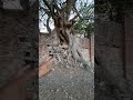 La Hacienda más antigua de México 😳😱 #exploracionesurbanas #urbex #abandono #Hacienda