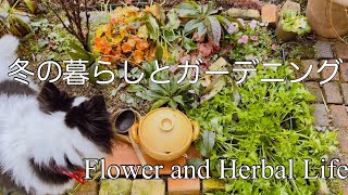 【冬の暮らしとガーデニング】寒い中緑が見えたら庭で良かった探し|ウグイスカグラ植え替え|七草粥|しめ縄作り|雪の中のスノードロップ|凍った大根煮こみ【花とハーブのある暮らし】