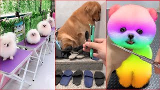Funny and Cute Dog Pomeranian 😍🐶| Funny Puppy Videos #26