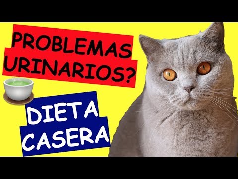 Video: Cómo Alimentar A Un Gato Con Urolitiasis