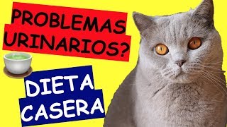 COMIDA CASERA PARA GATOS CON PROBLEMAS URINARIOS