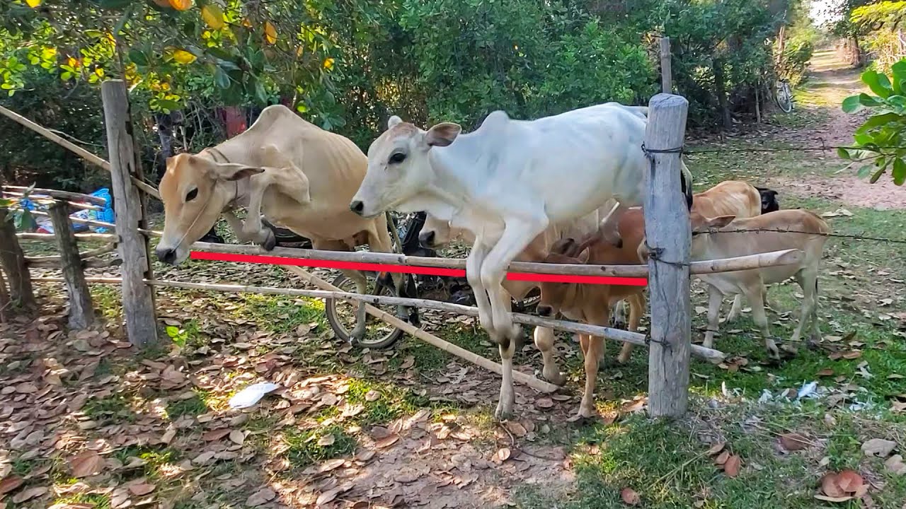 Cows Jump - Cows Jumping - Cow jumping over fence