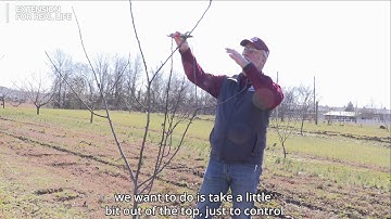 How to Prune Apple and Pear Trees