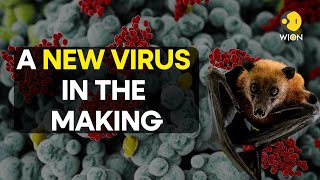 Marburg outbreak in Africa: All you need to know about this LETHAL VIRUS | WION Originals | WION