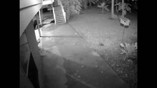 Bear 20160905 050349 1