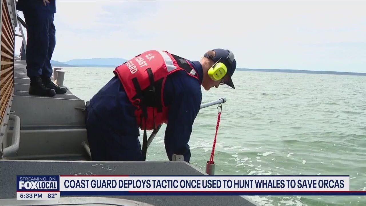 Coast Guard uses old whale-hunting tactic to save WA orcas | FOX 13 ...