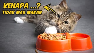 5 Penyebab Kucing Tidak Mau Makan dan Cara Cepat Mengatasinya