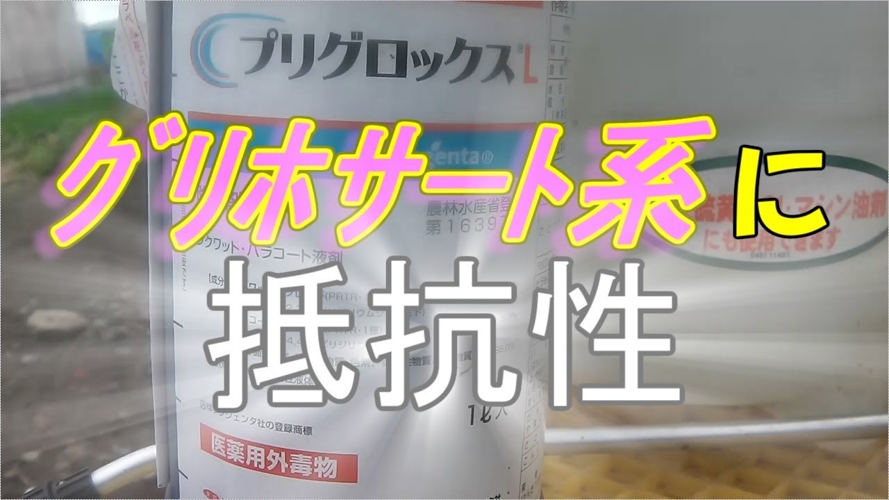 オヒシバ除草の救世主 ﾌﾟﾘｸﾞﾛｯｸｽ 本日はお疲れ様でした きゅうり農家 きゅうり栽培 愉快なshata農園 Youtube