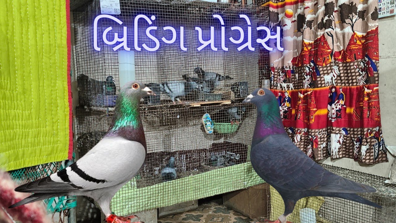 બ્રિડિંગ પ્રોગ્રેસ//briding progress 