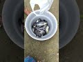Nan Thoondilla Pudicha Meen How Is It My Friends Fishing Video Martin S Cooking Shorts 