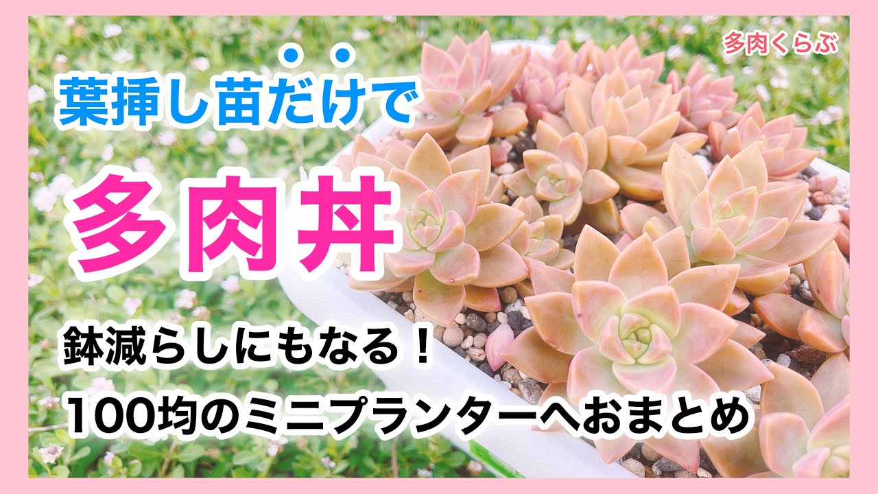 多肉植物】昨年秋に挿した葉挿し苗のみで多肉丼を作りました