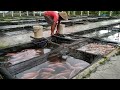 Teknik sukses cara budidaya ikan nila di kolam beton agar cepat panen 