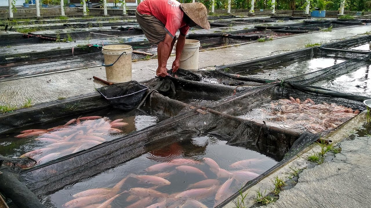 TEKNIK SUKSES CARA BUDIDAYA IKAN NILA DI KOLAM BETON AGAR CEPAT PANEN !! - YouTube