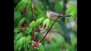 Pacific Northwest Birds - Orange crowned Warbler