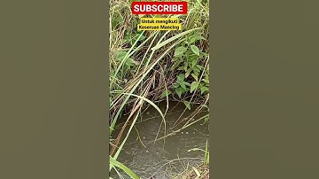 Mancing ikan Wader #mancing #mancingikanwader #mancingwader #ikanwader #viral #viralvideo #shorts
