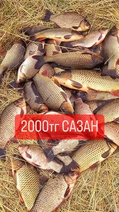 Сазан рыба Sazan fish #caspian_sea #fish #рыбалка #рыба #жаренаярыба ...