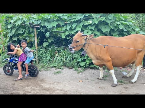 Video: Rama-rama Buatan Sapi