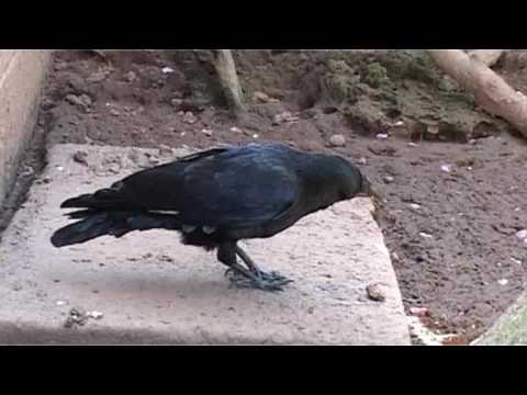 Joe the talking crow