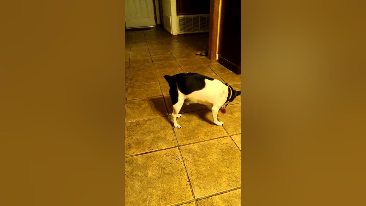 Whoever said dogs are colorblind lied Whoever said dogs are colorblind lied