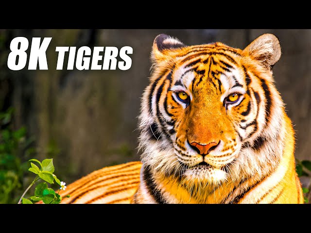 Unique Tigers Collection 8K HDR 60FPS ULTRA HD class=