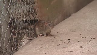 Rat sightings spiking in New York City