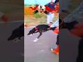 kolhapur dog race || dog res || Dog racing kolhapur || #shorts
