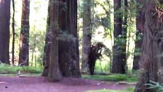 The Redwoods #2 @RyanMilligan