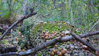 Forest Log with Fungi and Moss | FREE NATURE STOCK FOOTAGE