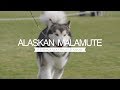 ALASKAN MALAMUTES FIVE THINGS YOU SHOULD KNOW の動画、YouTube動画。