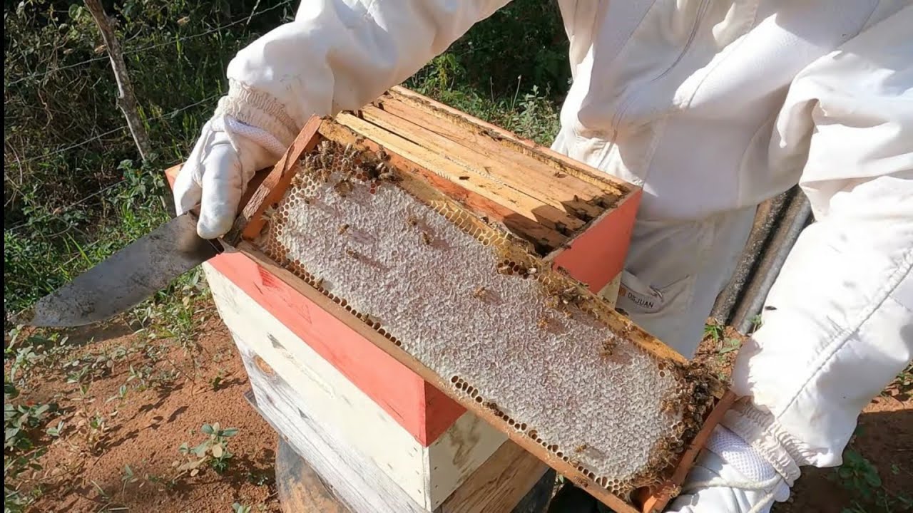 Melgueira estão ficando cheias
