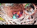 Common nightingale birds take care of your baby in the nest  review birds news 