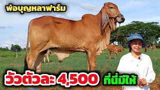 วัวตัวละ 4,500 บาท‼ อึ้ง..วัวราคาหลักพัน ที่นี่มีให้จำนวนมาก พ่อบุญหลาฟาร์มมาใหม่ | 27 พ.ค.67| ด่วน