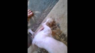 Manman Loves To Be Spanked