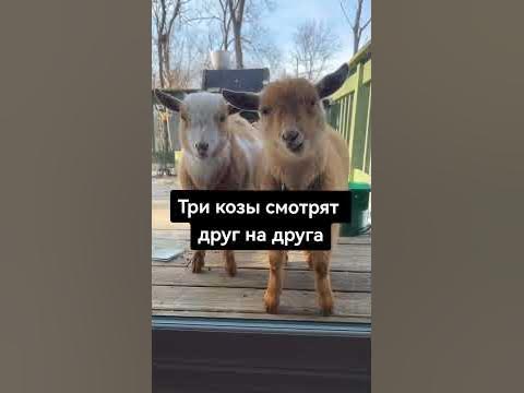 Три козы смотрят друг на друга. А кто третья? - YouTube