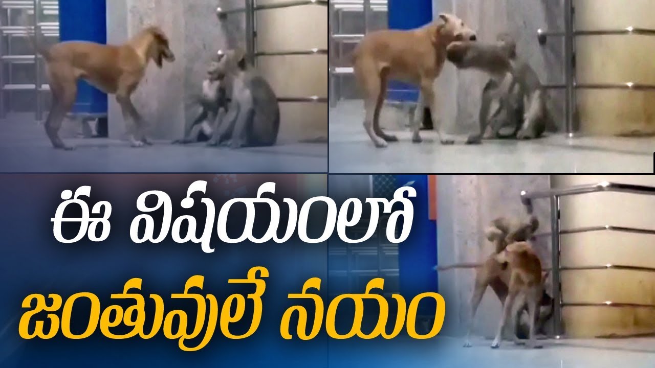 ఈ విషయంలో జంతువులే నయం | Something Special something special traduction