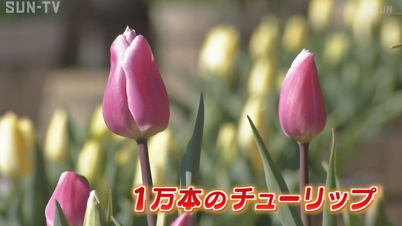 冬咲きのチューリップ 鮮やかな１万本が咲き誇る サンテレビニュース