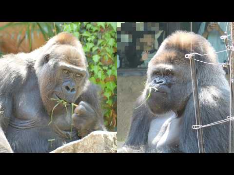 Mom and Dad are having a hard time with Riki. Ueno Zoo, Gorilla