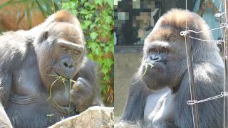 ゴリラ Mom and Dad are having a hard time with Riki. Ueno Zoo, Gorilla
