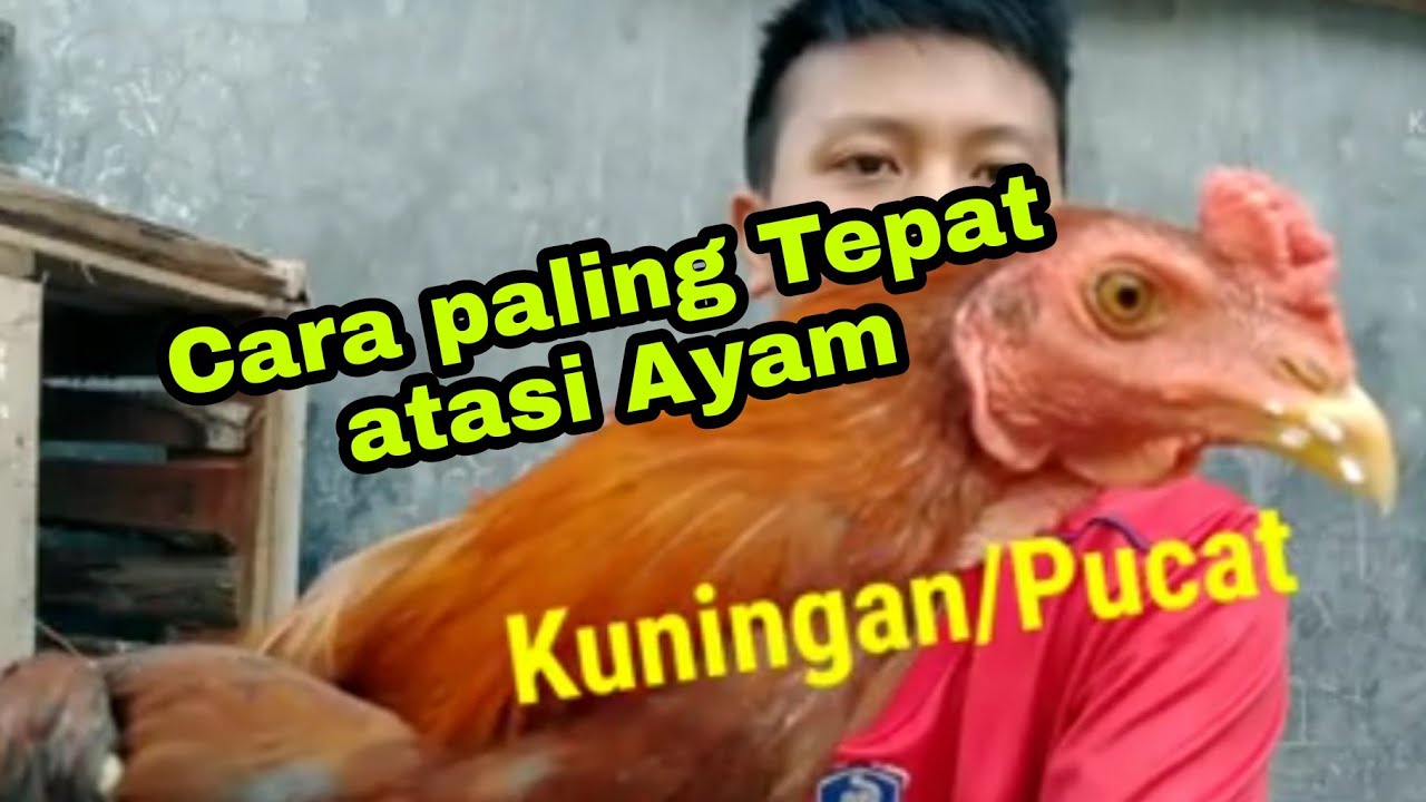 Cara mengatasi/mengobati ayam yang sakit kuning/kuningan/pucat | cara